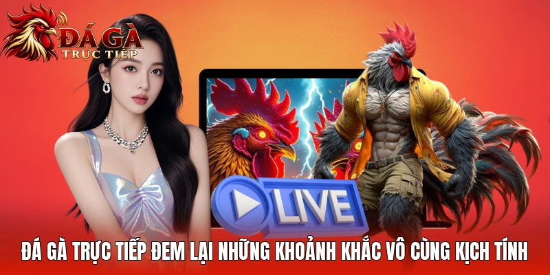 Đá gà trực tiếp đem lại những khoảnh khắc vô cùng kịch tính Đá gà trực tiếp đem lại những khoảnh khắc vô cùng kịch tính