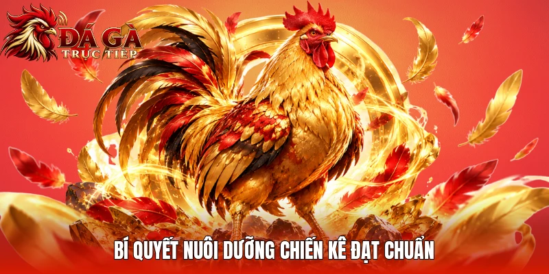 Bí quyết nuôi dưỡng chiến kê đạt chuẩn