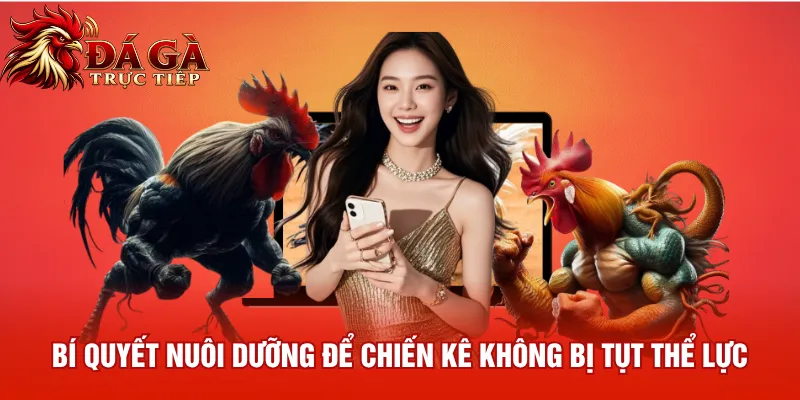Bí quyết nuôi dưỡng để chiến kê không bị tụt thể lực