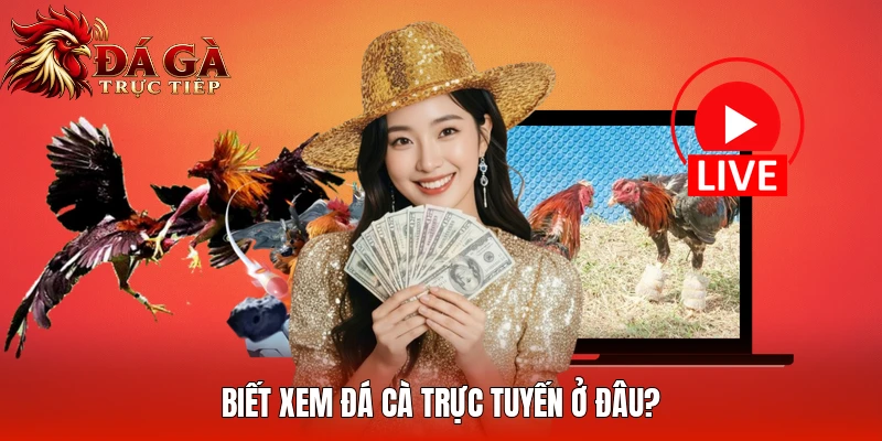 Biết xem đá gà trực tuyến ở đâu?
