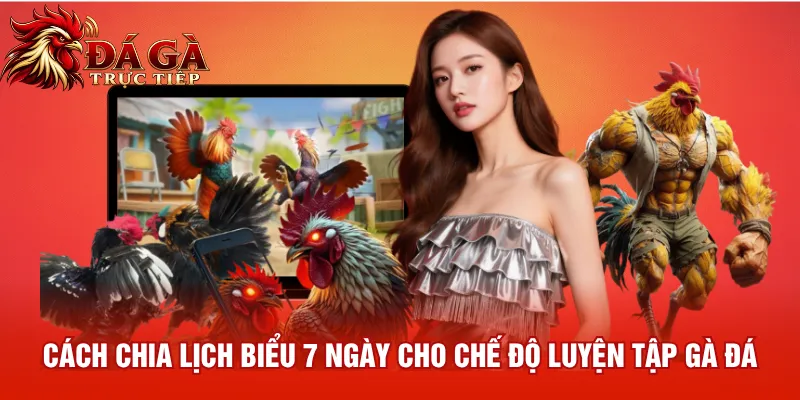 Cách chia lịch biểu 7 ngày cho chế độ luyện tập gà đá