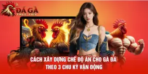 Cách Xây Dựng Chế Độ Ăn Cho Gà Đá Theo 3 Chu Kỳ Vận Động