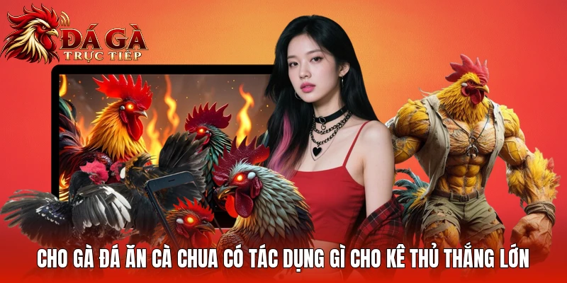 Cho Gà Đá Ăn Cà Chua Có Tác Dụng Gì Cho Kê Thủ Thắng Lớn