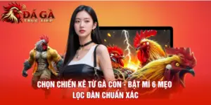 Chọn Chiến Kê Từ Gà Con Bật Mí 6 Mẹo Lọc Đàn Chuẩn Xác