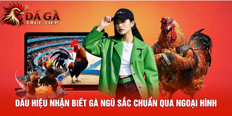 Dấu hiệu nhận biết gà Ngũ Sắc chuẩn qua ngoại hình