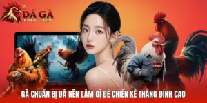 Gà Chuẩn Bị Đá Nên Làm Gì Để Chiến Kể Thắng Đỉnh Cao
