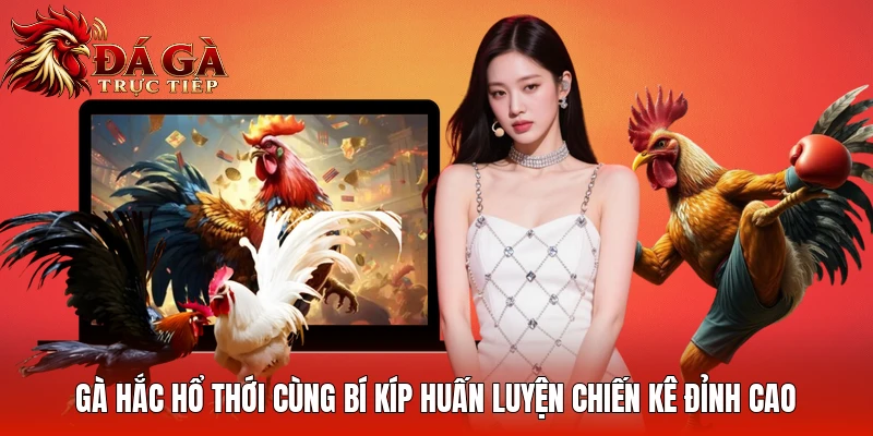 Gà Hắc Hổ Thới Cùng Bí Kíp Huấn Luyện Chiến Kê Đỉnh Cao