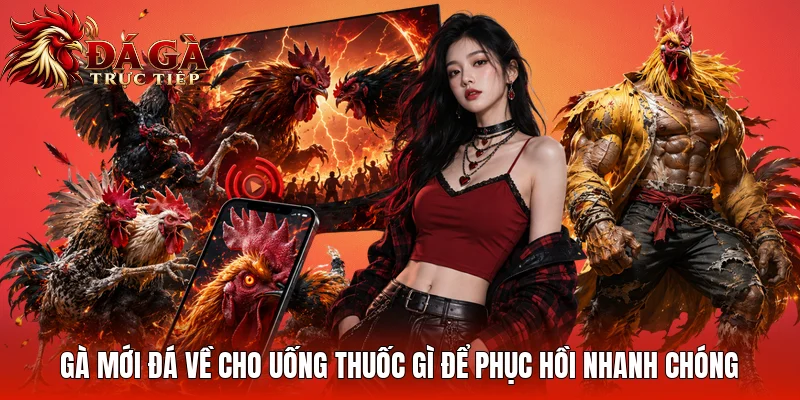 Gà Mới Đá Về Cho Uống Thuốc Gì Để Phục Hồi Nhanh Chóng