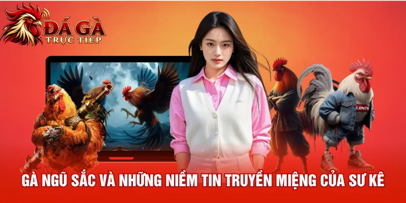 Gà Ngũ Sắc và những niềm tin truyền miệng của sư kê