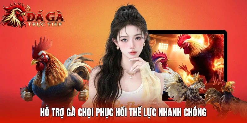 Hỗ trợ gà chọi phục hồi thể lực nhanh chóng