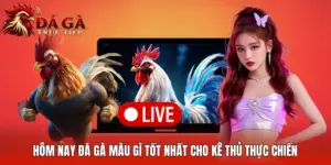 Hôm Nay Đá Gà Màu Gì Tốt Nhất Cho Kê Thủ Thực Chiến