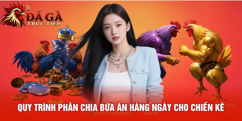 Quy trình phân chia bữa ăn hàng ngày cho chiến kê