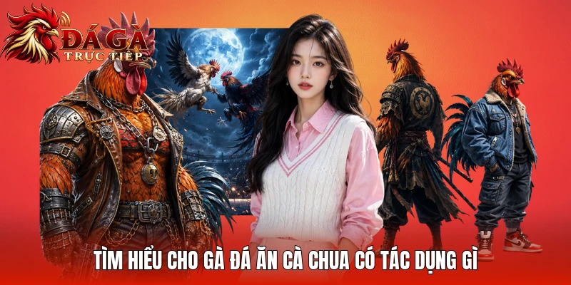 Tìm hiểu cho gà đá ăn cà chua có tác dụng gì