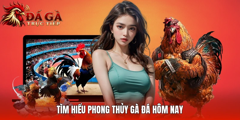 Tìm hiểu phong thủy gà đá hôm nay