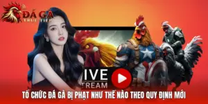 Tổ Chức Đá Gà Bị Phạt Như Thế Nào Theo Quy Định Mới