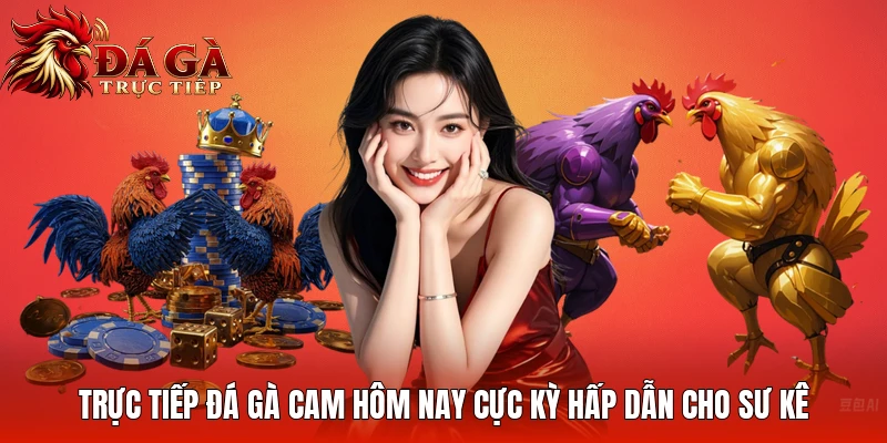 Trực Tiếp Đá Gà Cam Hôm Nay Cực Kỳ Hấp Dẫn Cho Sư Kê