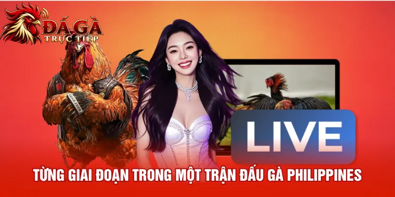 Từng giai đoạn trong một trận đấu gà Philippines