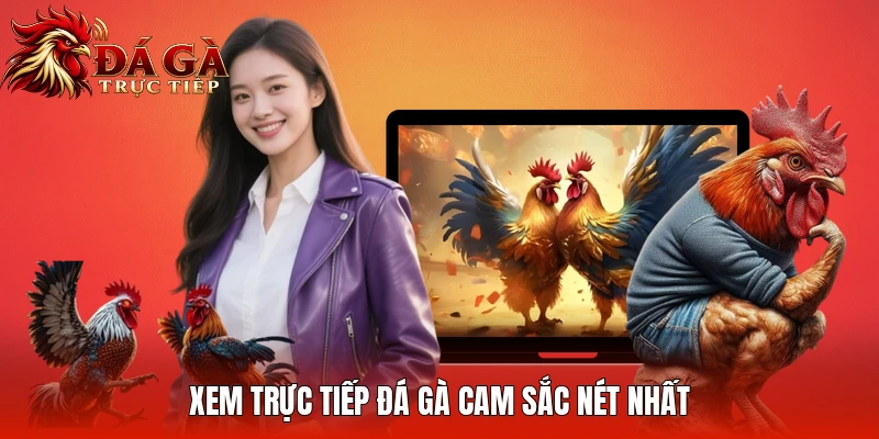 Xem trực tiếp đá gà cam sắc nét nhất